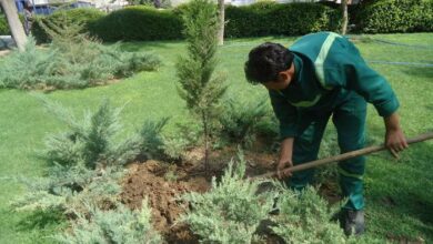 کاشت درخت به نیت شهدا در تهران