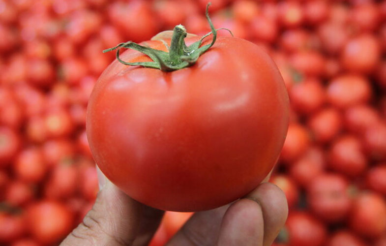 افزایش قیمت گوجه فرنگی
