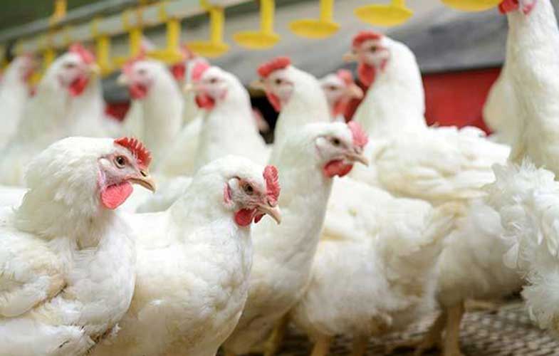 تعطیلی برخی مرغداری‌ها به دلیل افزایش هزینه‌ تولید