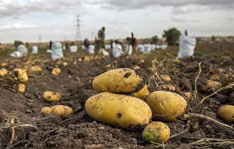 هزاران تن سیب‌زمینی ایران برگشت خورد!