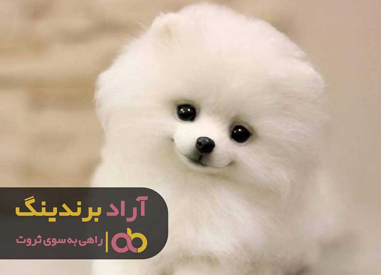 قیمت سگ جیبی خرسی