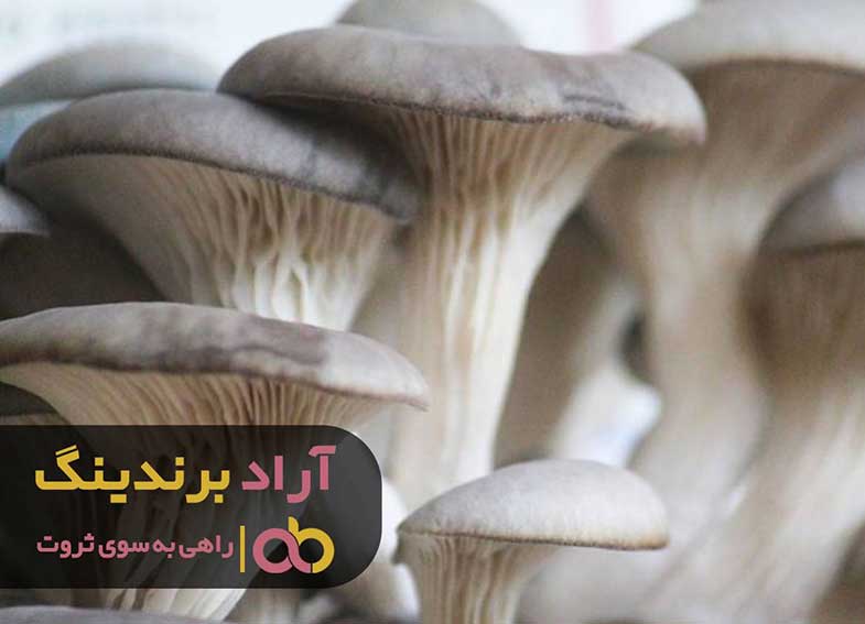 قارچ صدفی کوهی شیراز