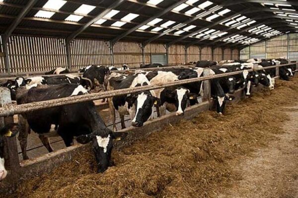 کاهش تولید شیر و گوشت گاو در تابستان