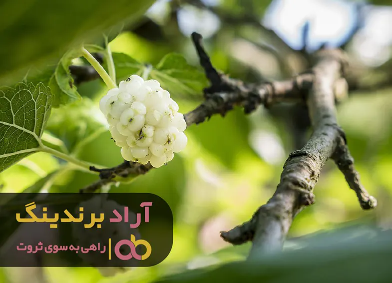 سه گام اساسی برای پول ‌دار شدن من چه بود