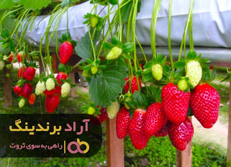 انتخاب و آماده سازی محل کاشت توت فرنگی