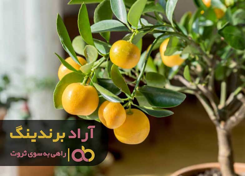 اصول کاشت درختان لیمو