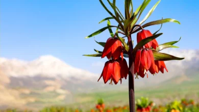 مکالمه رایگان ایرانسل به مناسبت روز شهرکرد 6 مکالمه رایگان ایرانسل به مناسبت روز شهرکرد