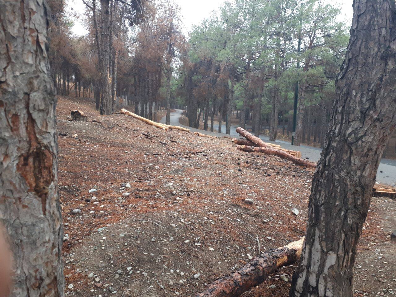 کاشت درخت در جنگل چیتگر