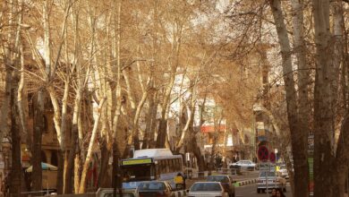 شناسنامهدار شدن ۲۴۰۰ درخت ولیعصر و ادامه پروژه هتل ولنجک 5 خیابان ولیعصر تهران و درختان آن