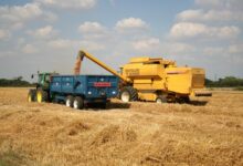 رییس انجمن ژنتیک: وابستگی غذایی حلقه آسیبپذیر امنیت ملی است 4 برداشت محصول با کامباین در مزرعه
