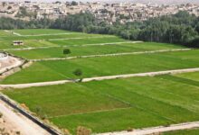 محصولات تراریخته؛ تراریخته‌ها وارد می‌شوند، تولید داخلی پشت سد مجوز